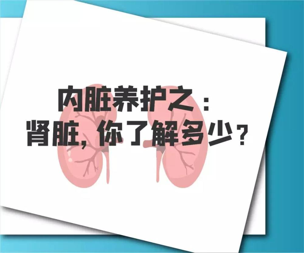 艾嘉仁|內臟養護之:腎臟,你瞭解多少?