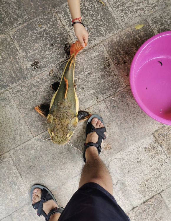 梧州市民西江钓了条怪鱼体长一米浑身硬壳价值上千