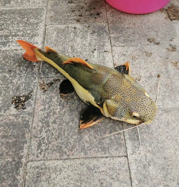 危害性也很——它们生长迅速,掠食能力很强,像这种将近一米长的红尾鲶