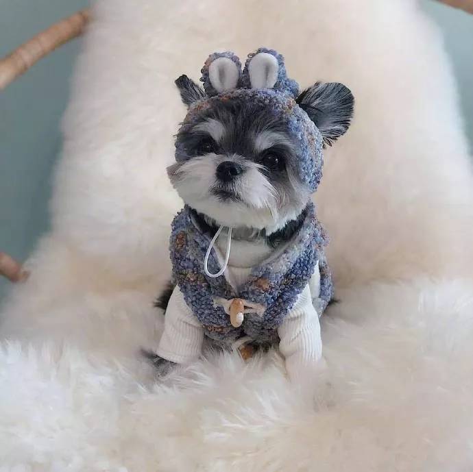 雪纳瑞和吉娃娃的混血狗子,长相太精致啦