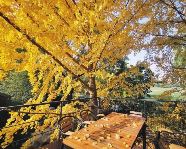 神仙般的下午茶 童话里的树屋秋千照进现实 下午茶 神仙 餐厅 银杏树