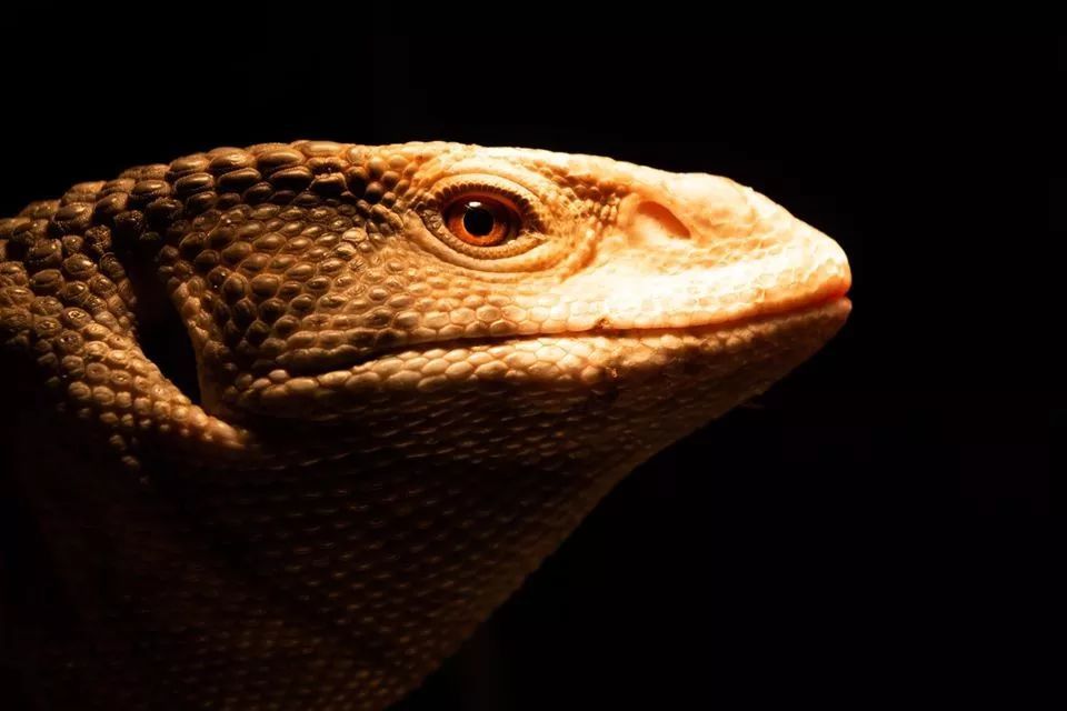 从一例病历,说说为什么很多人工饲养环境下的平原巨蜥却很短命?