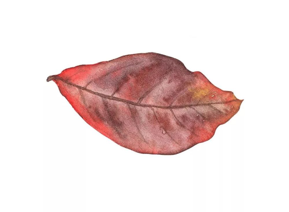 秋|听说，秋天是遗憾最多的季节