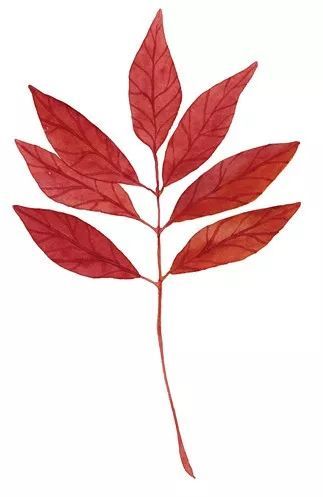 秋|听说，秋天是遗憾最多的季节