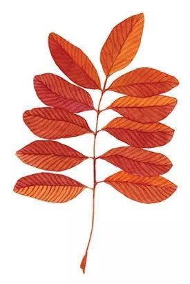 秋|听说，秋天是遗憾最多的季节