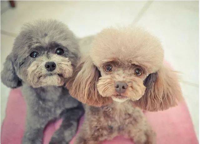泰迪犬一般寿命有多长 有这六个特征的它 已经算老狗了 腾讯新闻