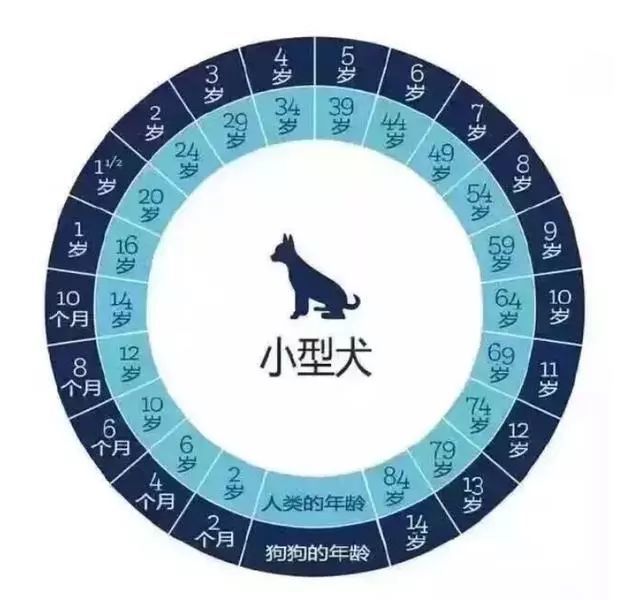 泰迪犬一般寿命有多长 有这六个特征的它 已经算老狗了 腾讯新闻