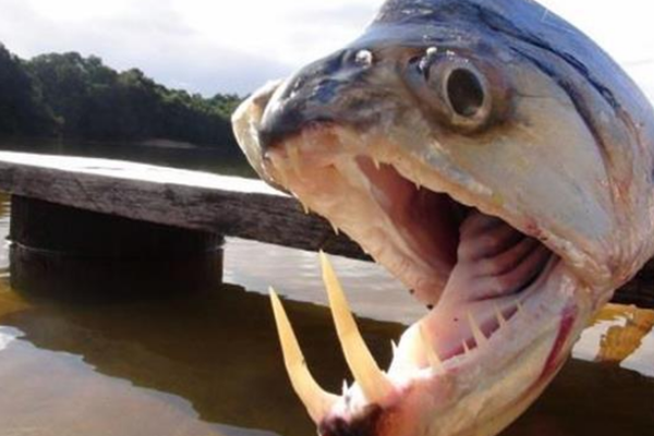 日本福岛核泄漏8年后变异动物满街跑狼鱼沿海到处游