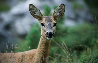 娜迪亚 11月8日星座运势 适合发财 腾讯新闻
