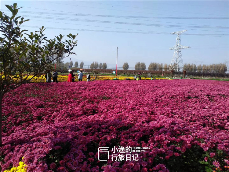 距离西安1小时 这片免费花海太惊艳 11月不容错过的如画秋景 腾讯新闻