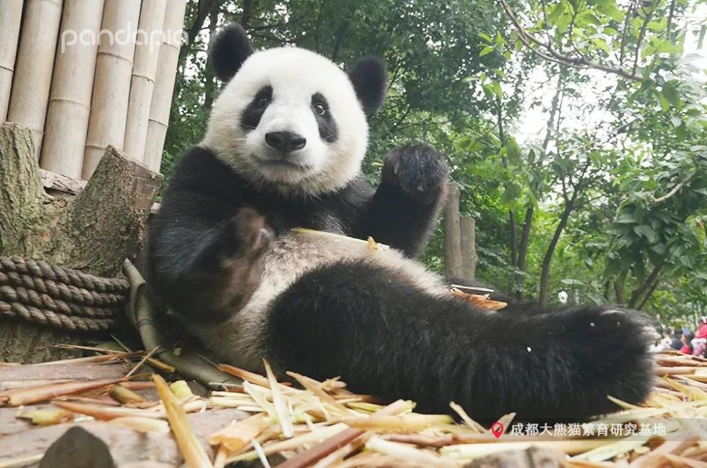 今天我们就给大家介绍一位美女学霸——大熊猫川仔.