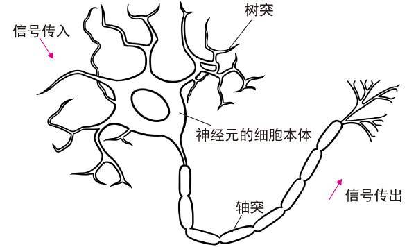 別看神經元細胞很簡單,但如果神經元的數量很多,它們彼此之間的連接恰