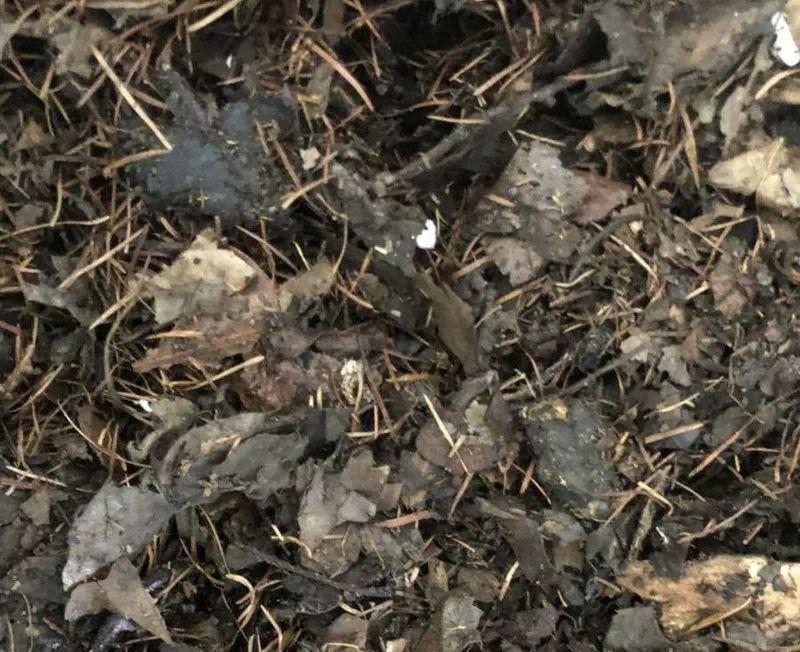 公园捡点"烂树叶",用水泡一泡,发酵成"腐殖土",啥花都能用