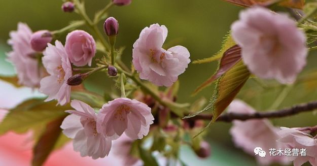 大岛樱花之八重红大岛樱花 腾讯新闻