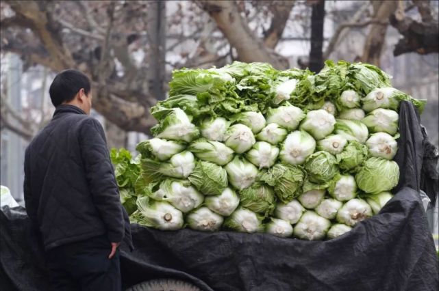 菜中之王數白菜|炒白菜|開水白菜|百葉|雞湯