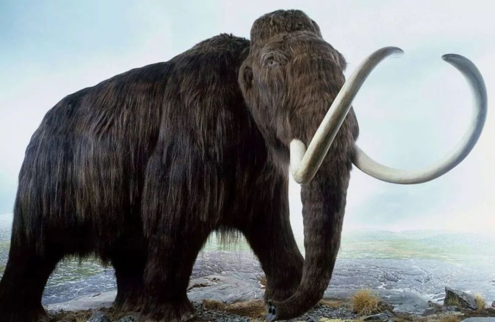 15万年前陷阱曾困14头猛犸象专家或为灭绝原因提供新见解
