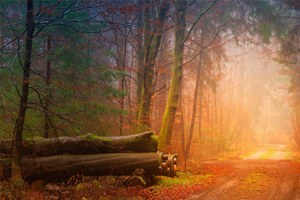 瑰丽|人到中年最大遗憾：错过了年少瑰丽的梦，也没有了实现志向的时间