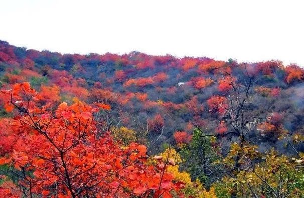赏红叶不用去人多的地方 这里距坡峰岭很近 错过只能等明年 腾讯新闻