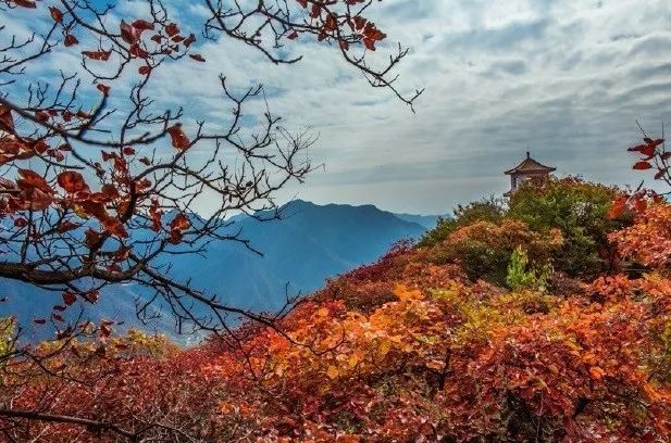 赏红叶不用去人多的地方 这里距坡峰岭很近 错过只能等明年 腾讯新闻