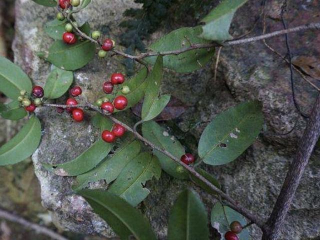 山坡下有1种果树果子成熟时鲜红人称酸藤子美