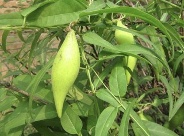 它的名称叫地稍瓜,不过有不少的花友会叫它地瓜飘,地稍花,女菁,蒿瓜等