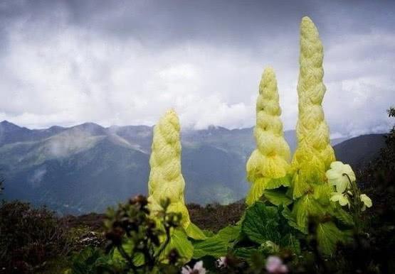 喜马拉雅山的巨型 白菜 非常稀有 比雪莲还珍贵 腾讯新闻
