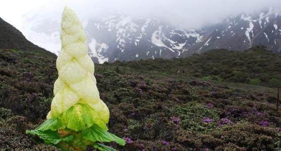 喜马拉雅山的巨型 白菜 非常稀有 比雪莲还珍贵 腾讯新闻