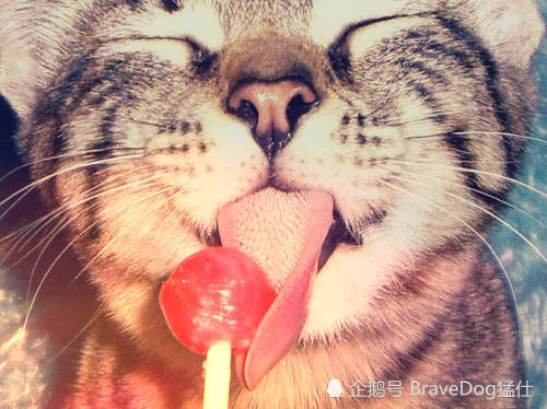 别再给猫咪吃糖果了它们根本不知道什么叫甜味还容易患这种病