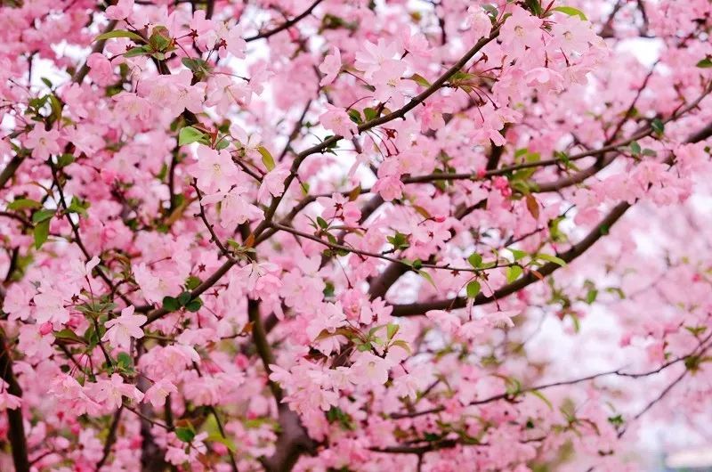 垂丝海棠艾瑞斯海棠冬红海棠动漫中许多植物在现实中都可以找到原型