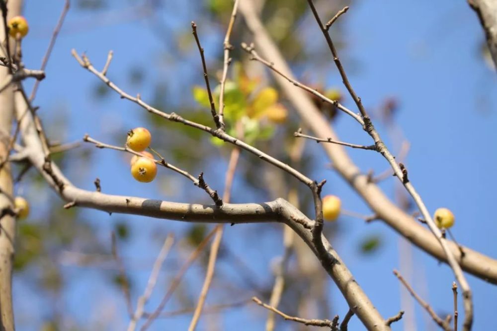 西府海棠上海植物园贴梗海棠垂丝海棠艾瑞斯海棠冬红海棠动漫中许多