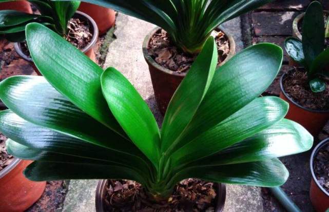 冬季养君子兰 浇上3种 催花水 叶片翠绿 分分钟开花爆盆 爆盆 长寿花 盆栽 花卉 君子兰