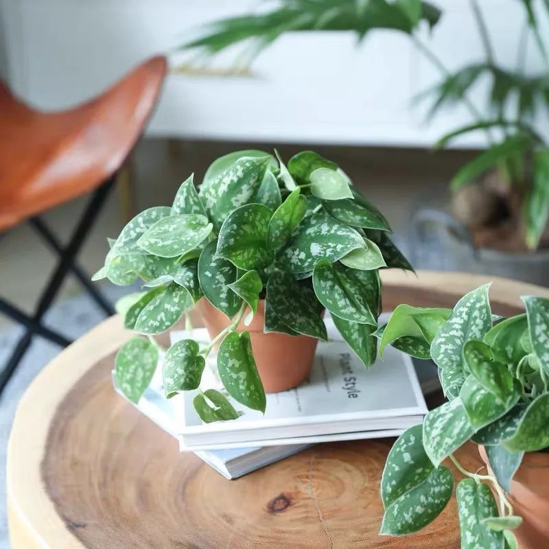 盆栽新手必备八种 入门 盆栽 轻松养爆盆 腾讯新闻