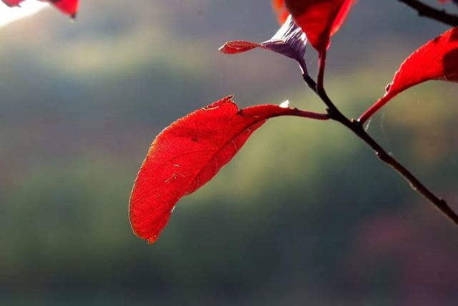 《立冬即事二首》其一【宋】仇遠細雨生寒未有霜,庭前木葉半青黃.小春