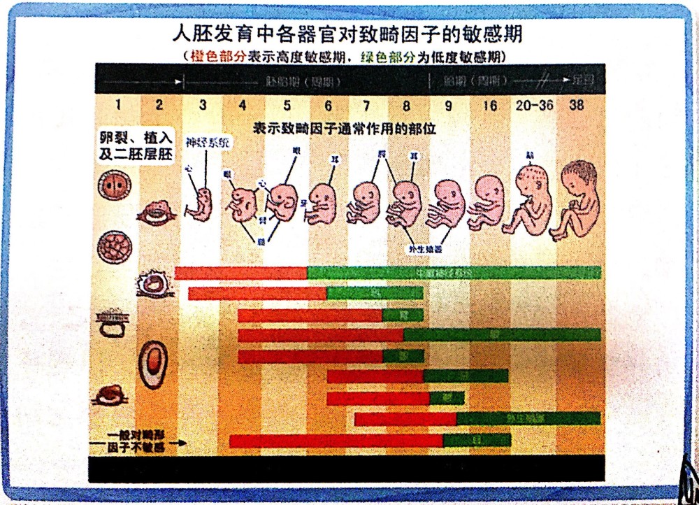胚胎形成“时间轴”：怀孕几周可以看到孕囊、胎心胎芽？孕妈收藏_腾讯新闻