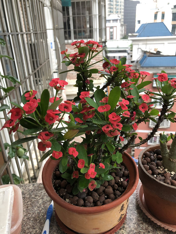 春天跟秋冬季是虎刺梅的主要花期,也是开花最多的时间,这个时候一定要