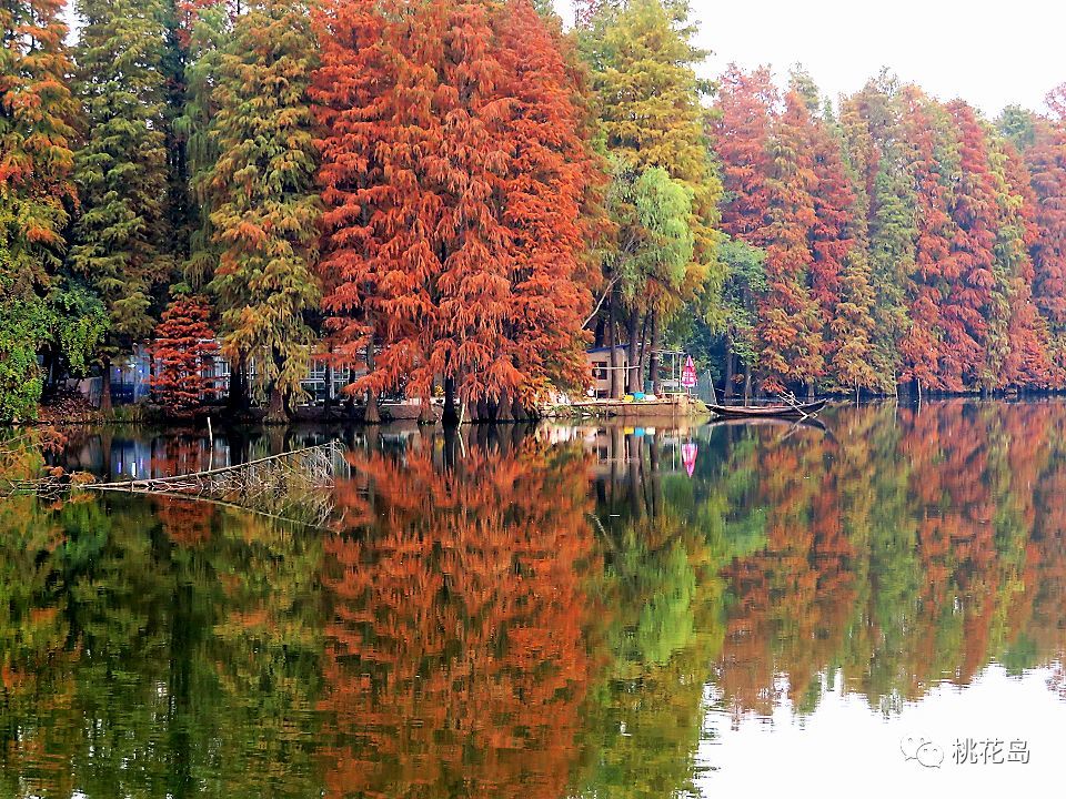东湖水杉林,武汉最美的秋色