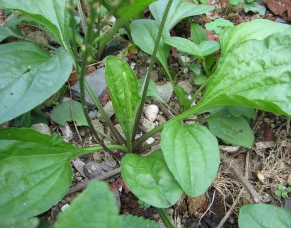 农村这种利尿野草,俗称"猪耳草,还是中药材,你有见过吗?