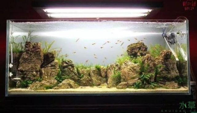 造景素材当然离不开石头 今天给大家整理了几种常见造景石的造景示例 石头 火山石