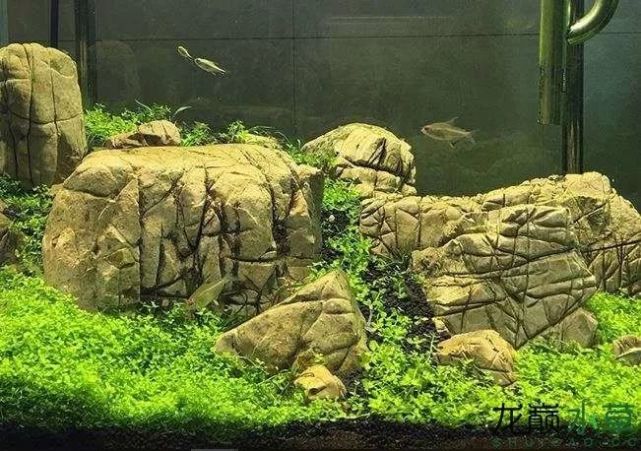 造景素材当然离不开石头 今天给大家整理了几种常见造景石的造景示例 石头 火山石