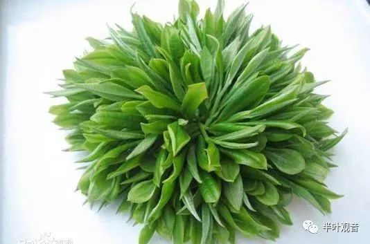 绿宝石茶:依旧,依旧,茶与杨幂俱瘦