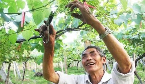 葡萄樹想要結的葡萄多剪枝是關鍵怎麼剪什麼時候剪