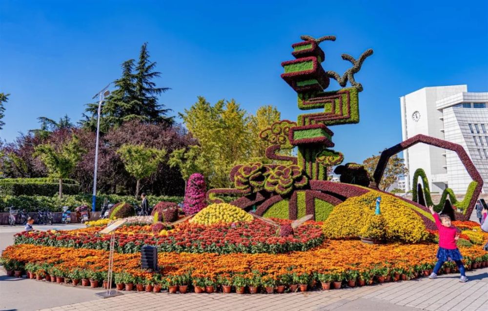 宝山这些地方菊花盛放!快来get最新潮的拍照姿势