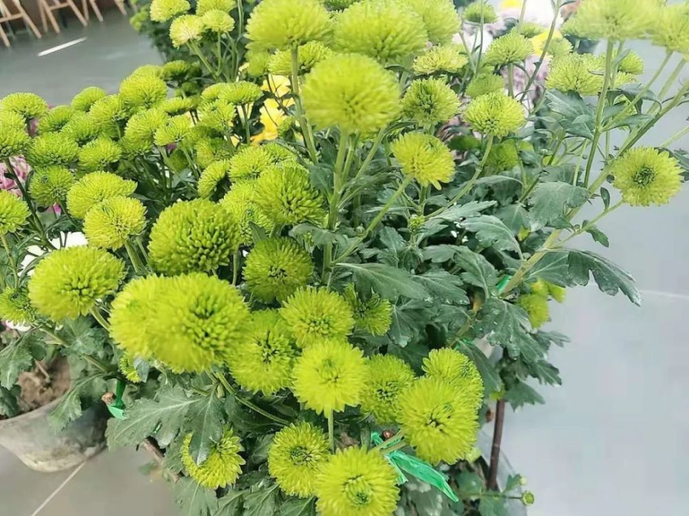 宝山这些地方菊花盛放!快来get最新潮的拍照姿势