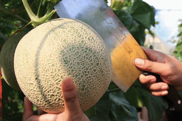 风靡日本的天价蜜瓜,引进国内只要二三十,甜度高达19°!