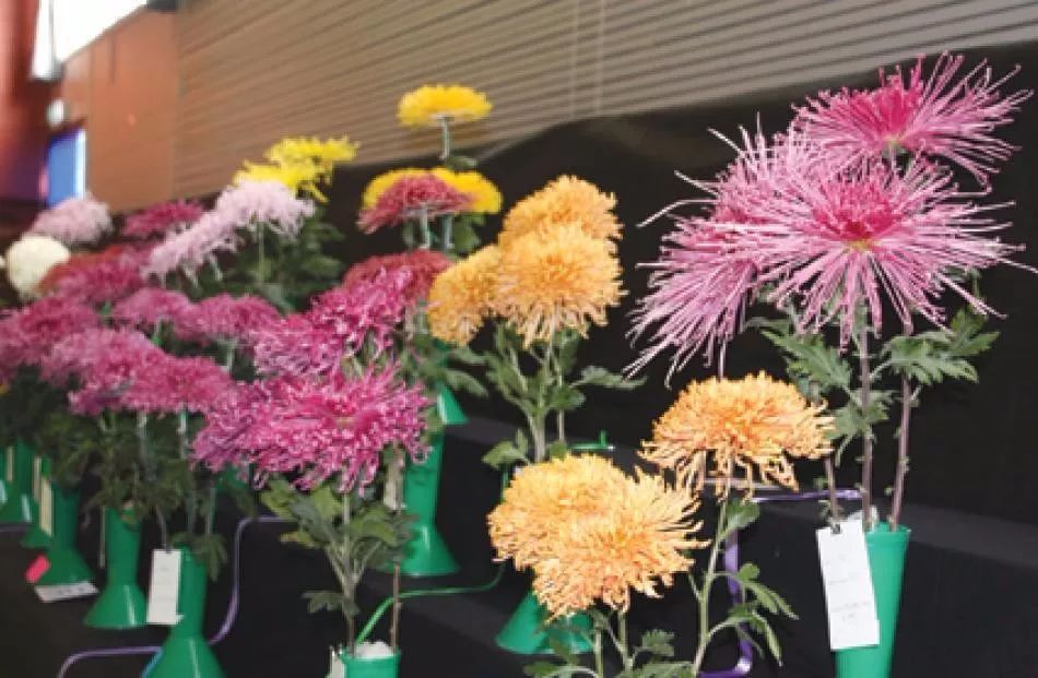 这些在秋季栽种的花卉 冬春时节花开灿烂 能摆室内养 腾讯新闻