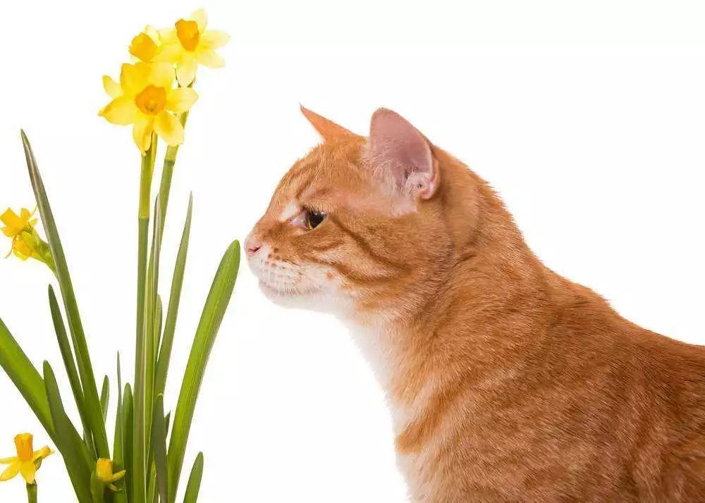 小心 这些植物真的会要命 腾讯新闻