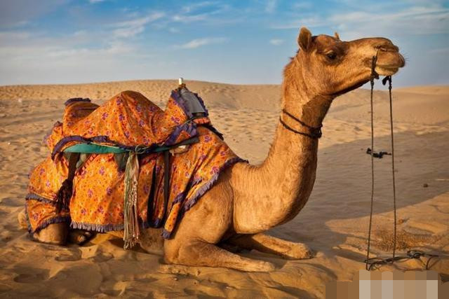 为什么在沙漠中，渴死的骆驼不能碰？专家给出答案！-bbin官网_ bbin投诉_bbin平台_bbin客服_bbin宝盈集团官网