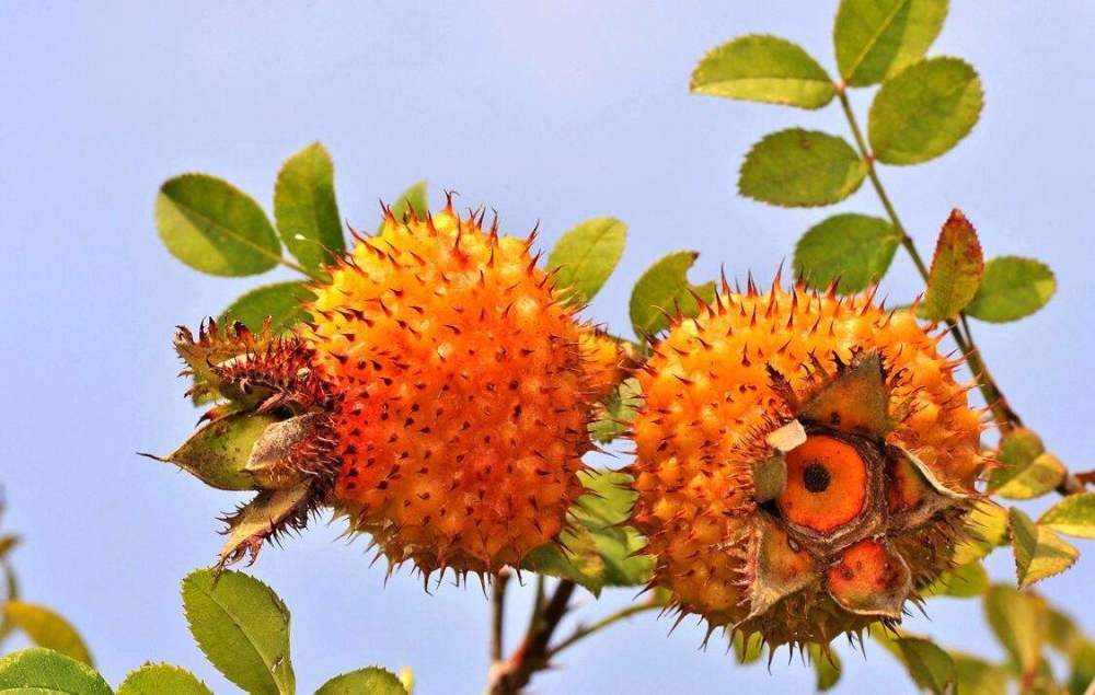 农村野果不起眼,公认的维c之王,人称"刺菠萝",栽种前景好