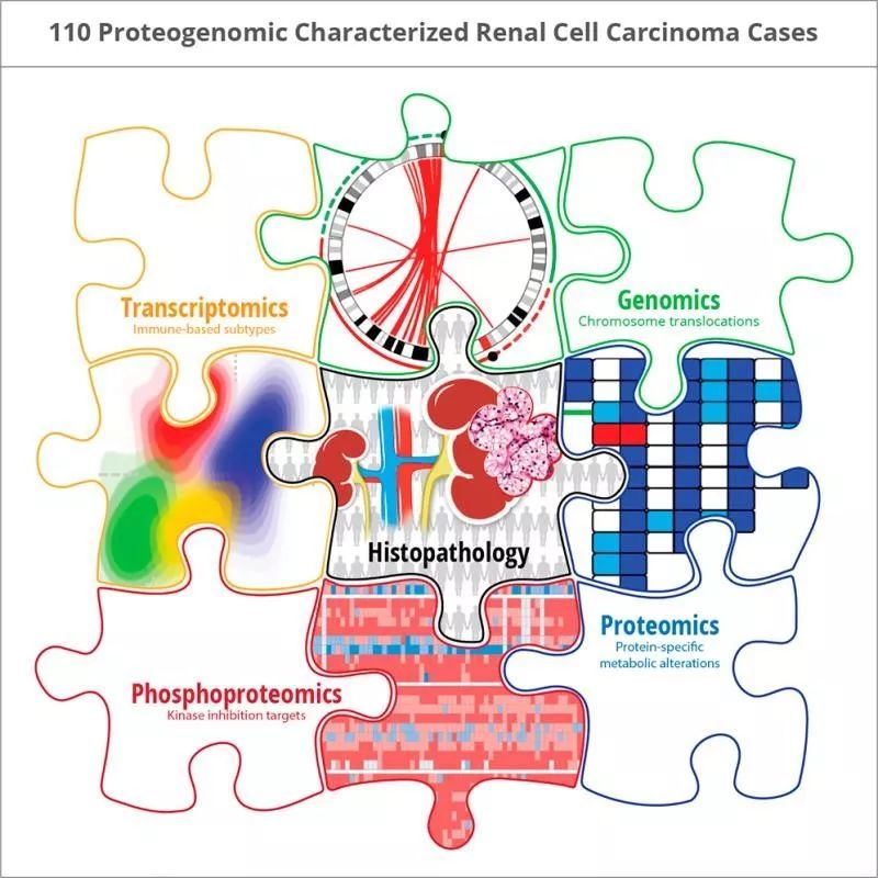 多组学分析技术定义透明细胞肾癌新亚型 助力患者分层治疗 腾讯新闻