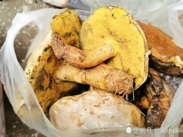 第四种:牛肚菌,颜色有红黄黑三种,黄的最贵,属于极品,常吃可以增强